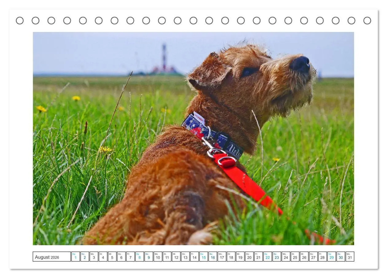 Bild: 9783457612439 | Chiara, ein junger Irish Terrier (Tischkalender 2026 DIN A5 quer),...