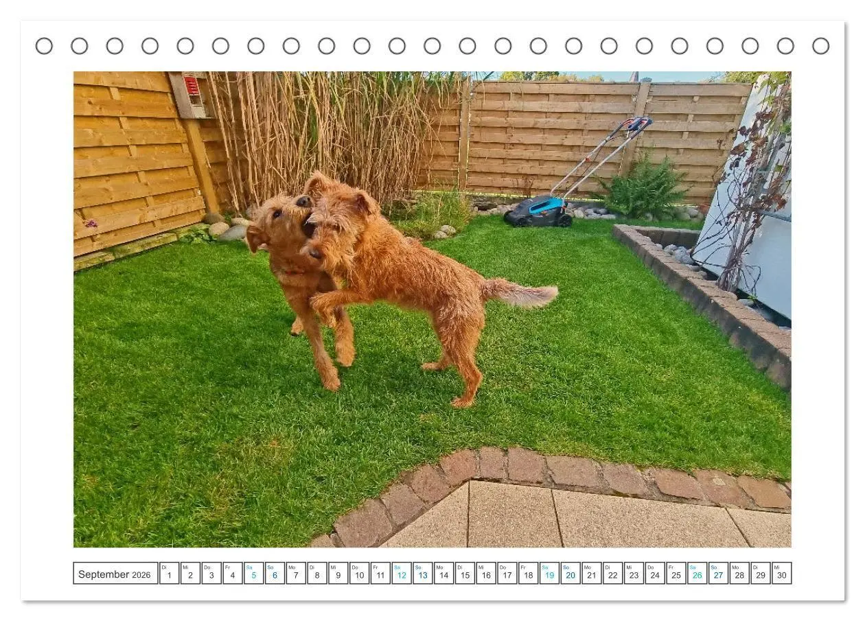 Bild: 9783457612439 | Chiara, ein junger Irish Terrier (Tischkalender 2026 DIN A5 quer),...