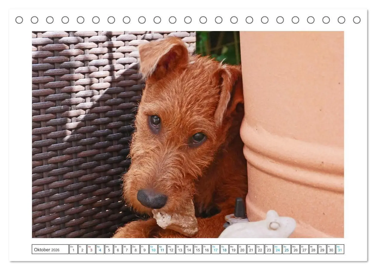 Bild: 9783457612439 | Chiara, ein junger Irish Terrier (Tischkalender 2026 DIN A5 quer),...