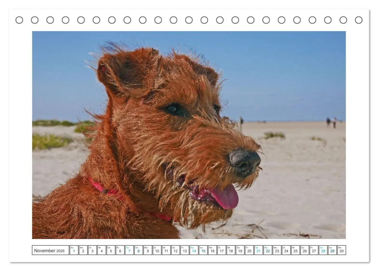 Bild: 9783457612439 | Chiara, ein junger Irish Terrier (Tischkalender 2026 DIN A5 quer),...