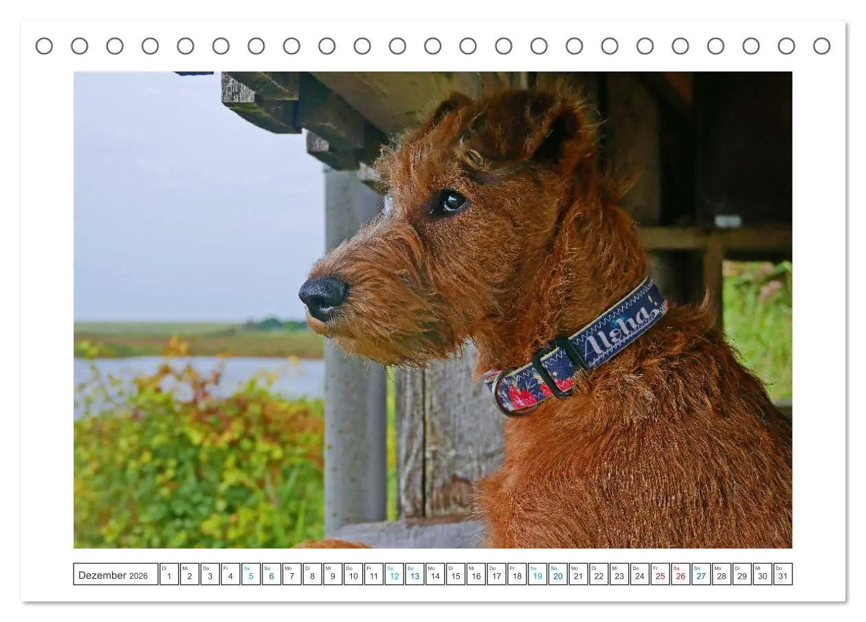 Bild: 9783457612439 | Chiara, ein junger Irish Terrier (Tischkalender 2026 DIN A5 quer),...