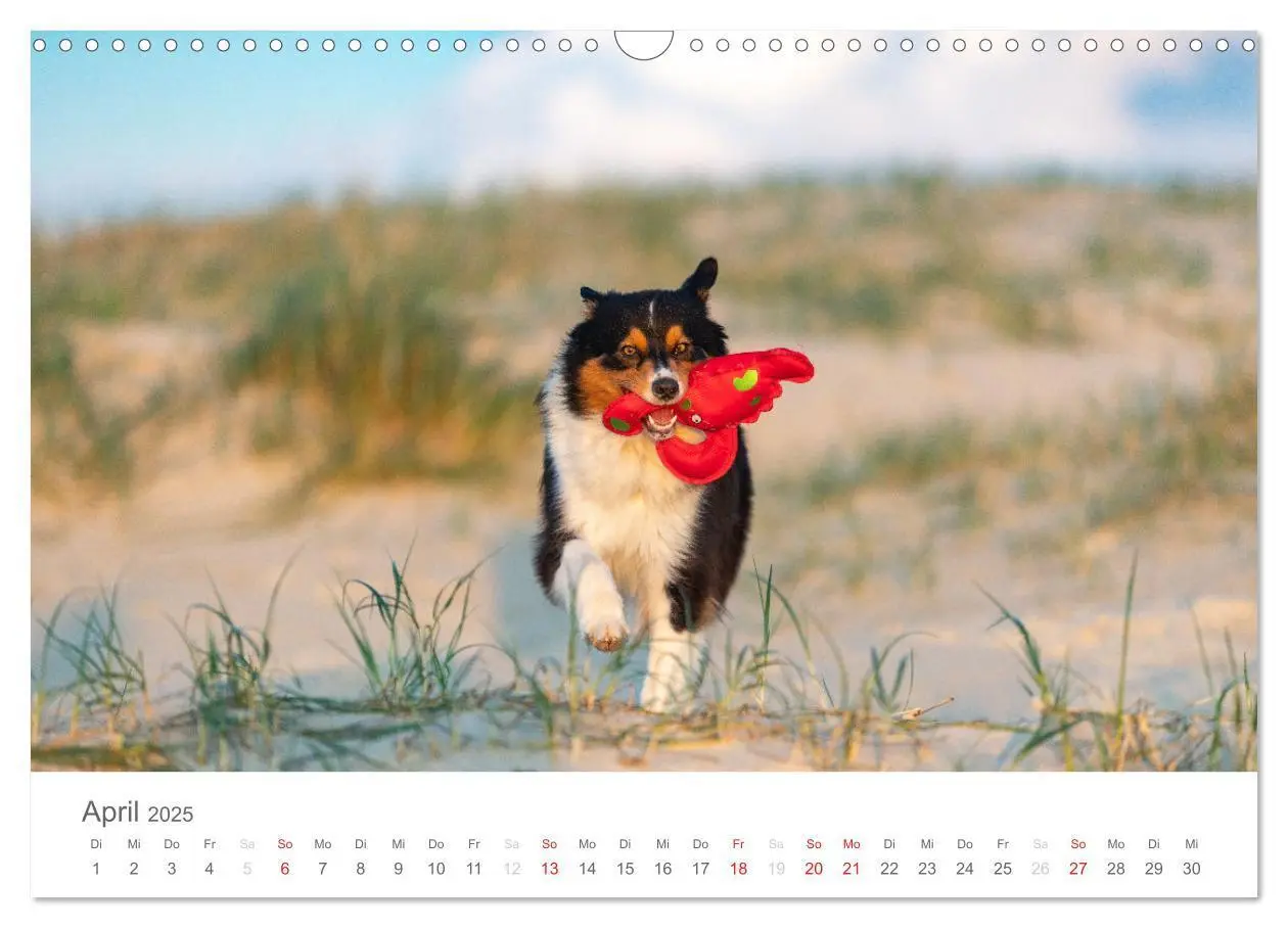 Bild: 9783435672639 | Australian Shepherd 2025 (Wandkalender 2025 DIN A3 quer), CALVENDO...
