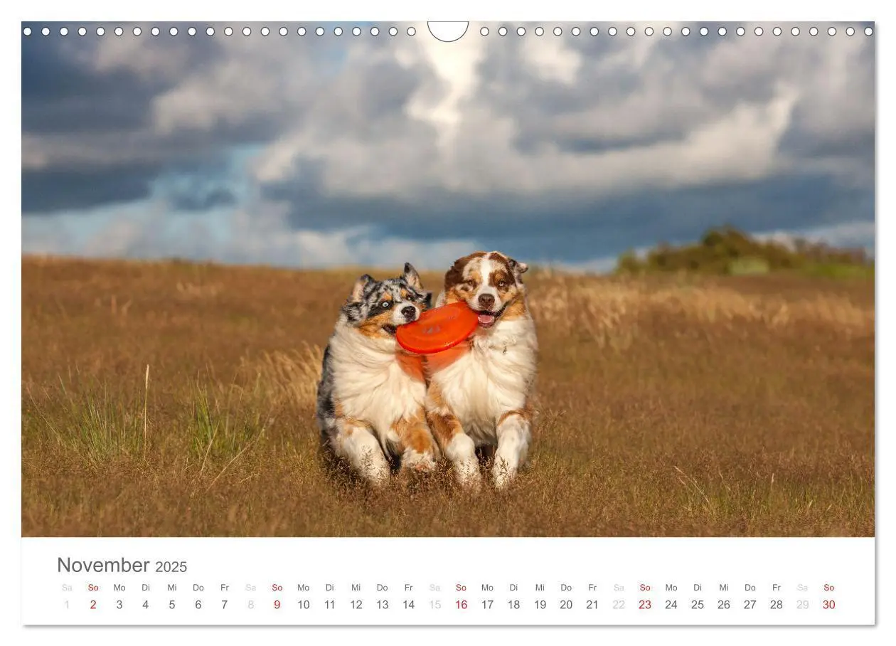 Bild: 9783435672639 | Australian Shepherd 2025 (Wandkalender 2025 DIN A3 quer), CALVENDO...