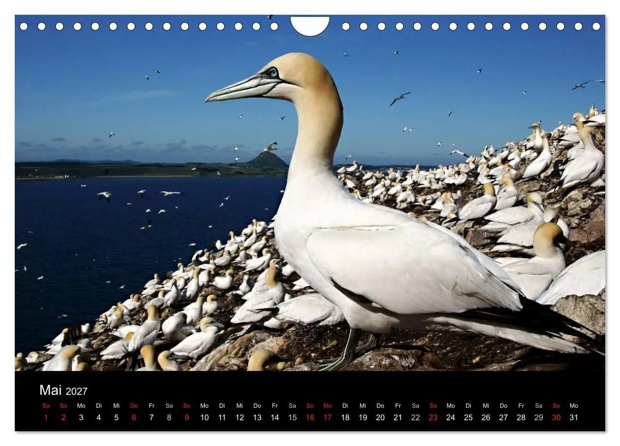Bild: 9783594202739 | Schottland 2027 (Wandkalender 2027 DIN A4 quer), CALVENDO...