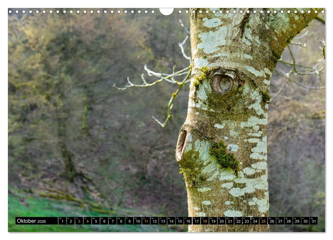Bild: 9783457742839 | Magische Waldwesen (Wandkalender 2026 DIN A3 quer), CALVENDO...