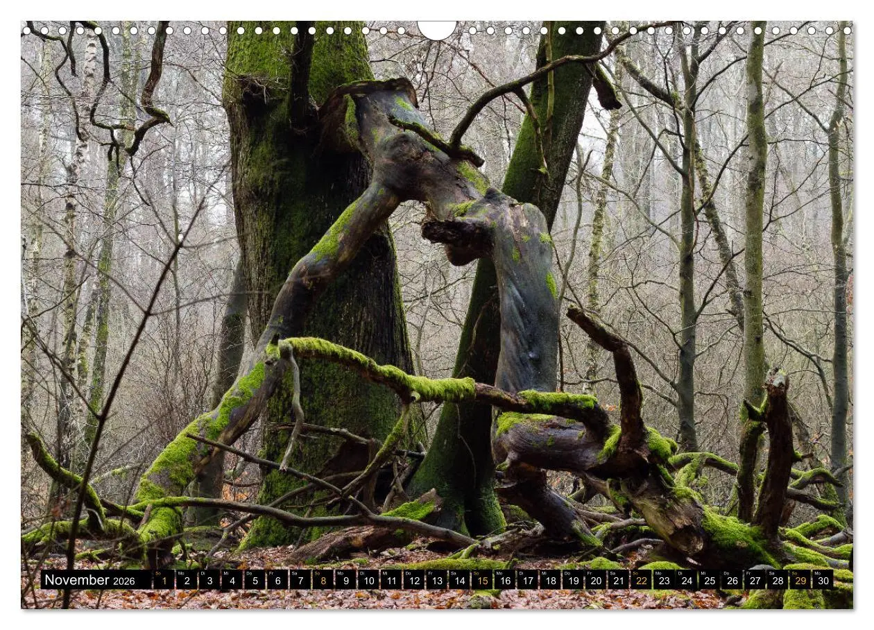 Bild: 9783457742839 | Magische Waldwesen (Wandkalender 2026 DIN A3 quer), CALVENDO...