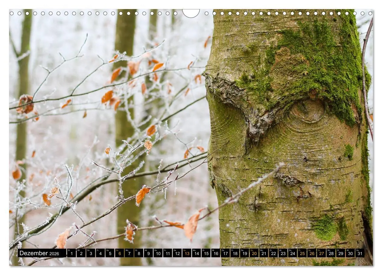 Bild: 9783457742839 | Magische Waldwesen (Wandkalender 2026 DIN A3 quer), CALVENDO...