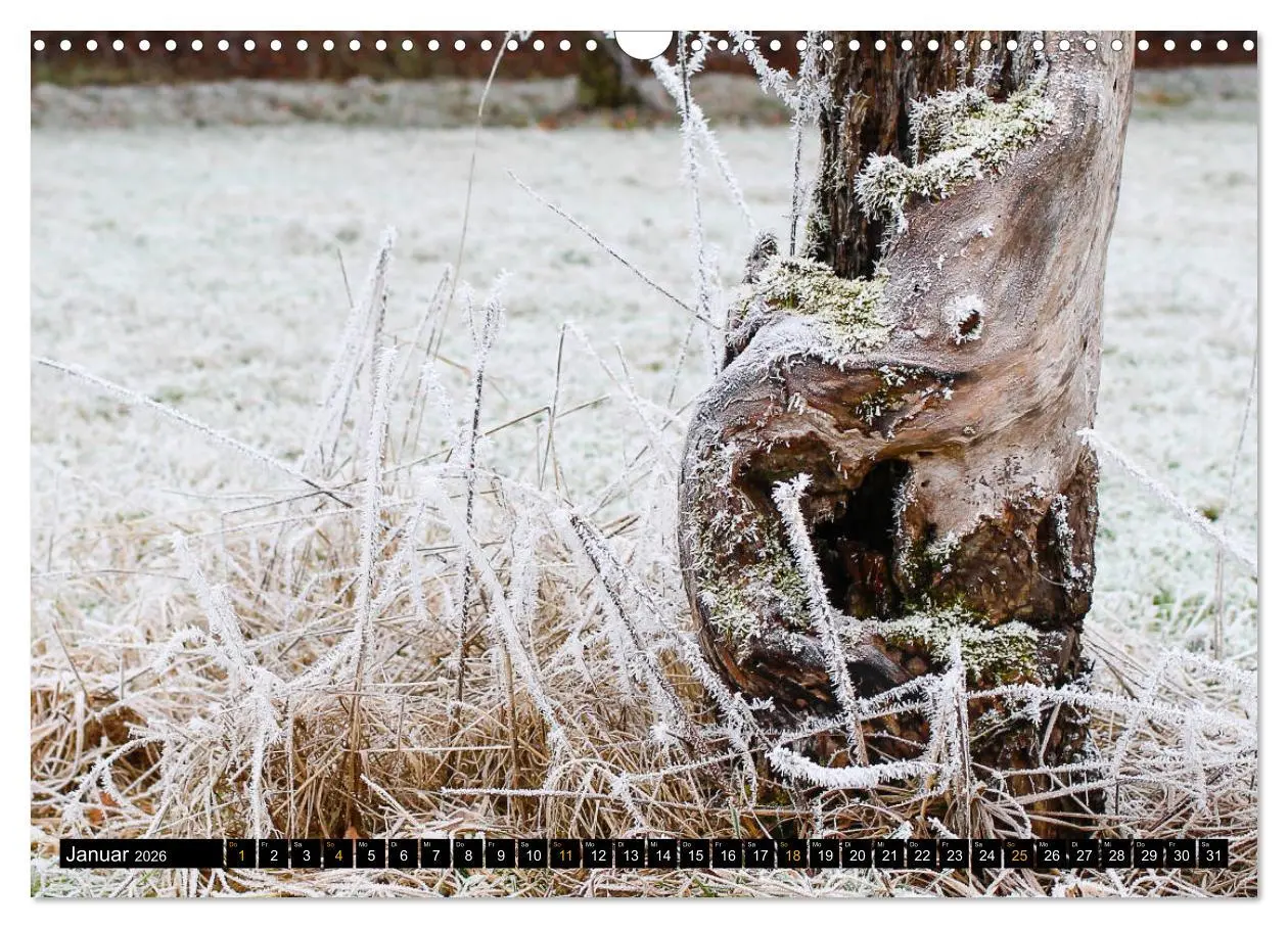 Bild: 9783457742839 | Magische Waldwesen (Wandkalender 2026 DIN A3 quer), CALVENDO...