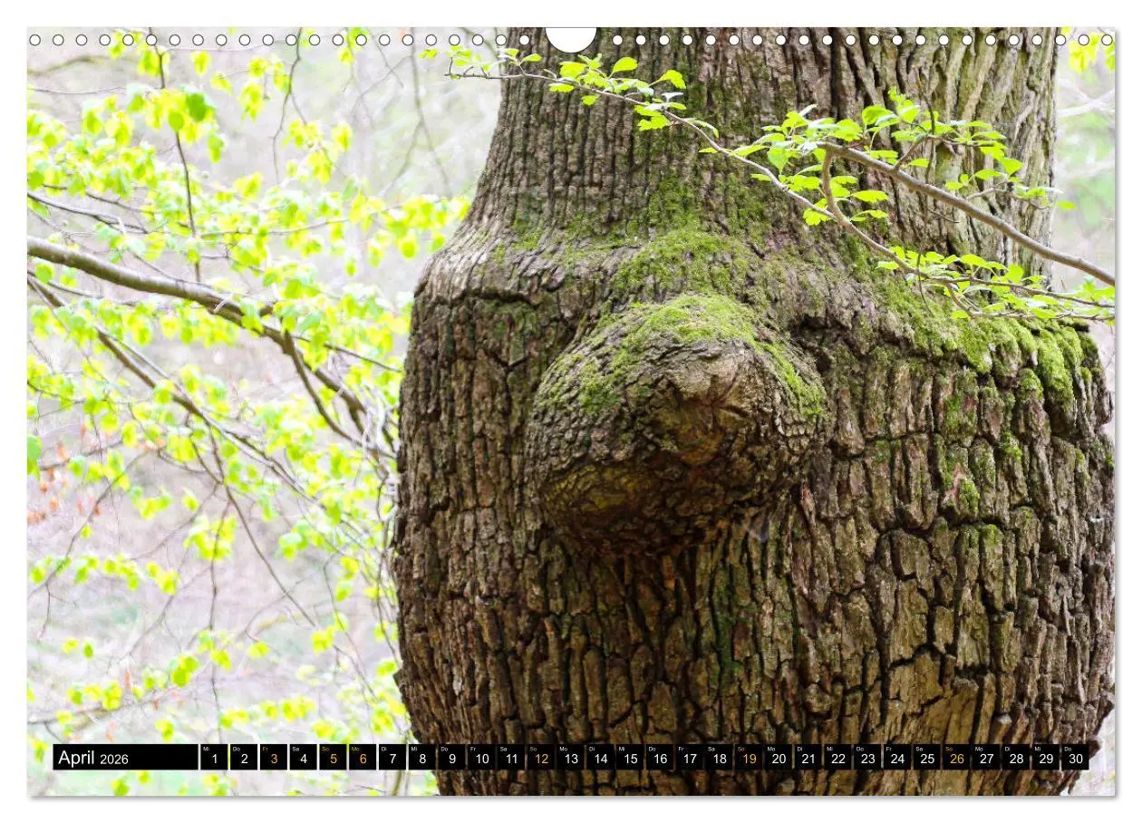 Bild: 9783457742839 | Magische Waldwesen (Wandkalender 2026 DIN A3 quer), CALVENDO...