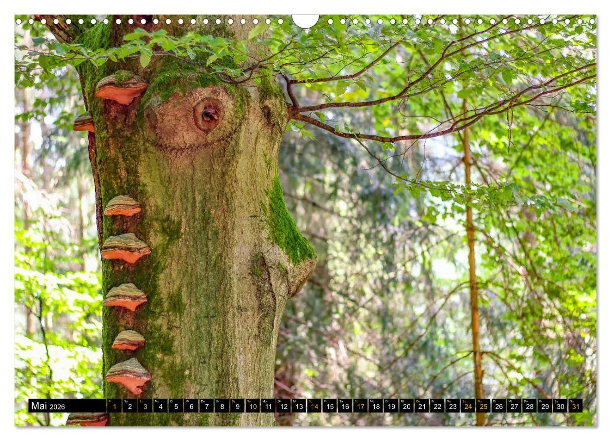 Bild: 9783457742839 | Magische Waldwesen (Wandkalender 2026 DIN A3 quer), CALVENDO...