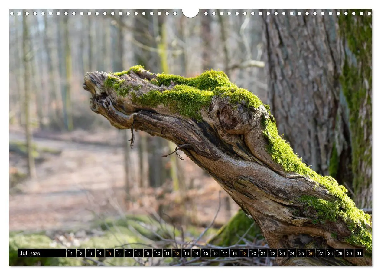 Bild: 9783457742839 | Magische Waldwesen (Wandkalender 2026 DIN A3 quer), CALVENDO...