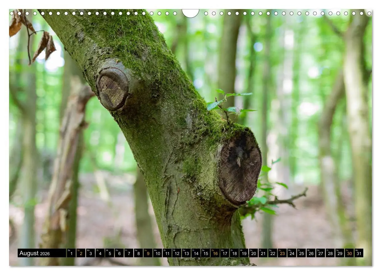 Bild: 9783457742839 | Magische Waldwesen (Wandkalender 2026 DIN A3 quer), CALVENDO...