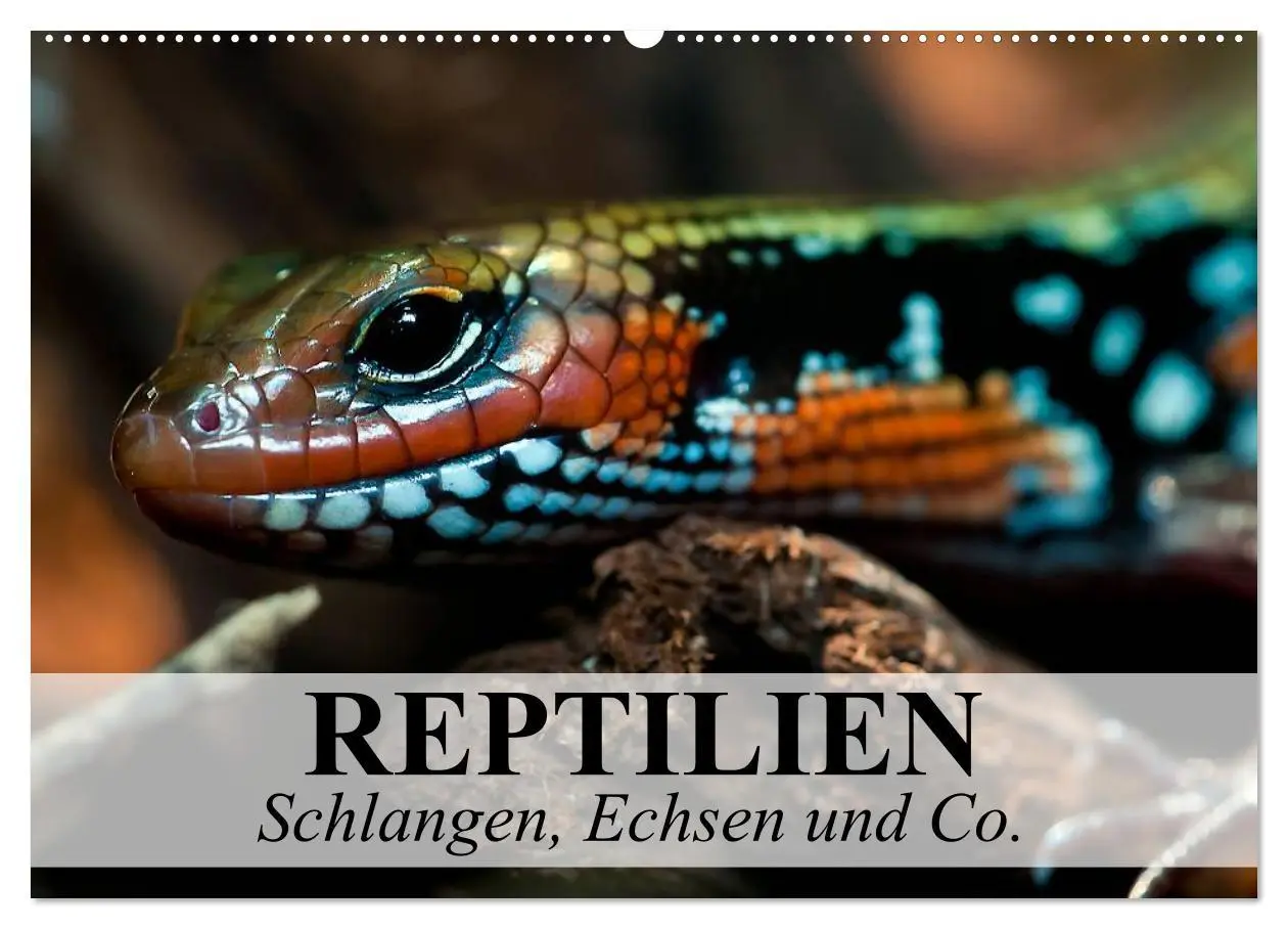 Cover: 9783516072839 | Reptilien Schlangen, Echsen und Co. (Wandkalender 2026 DIN A2...
