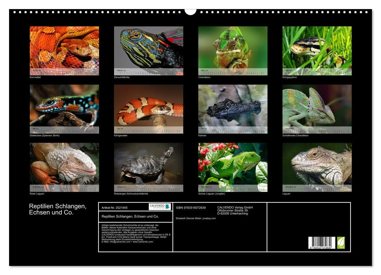 Bild: 9783516072839 | Reptilien Schlangen, Echsen und Co. (Wandkalender 2026 DIN A2...