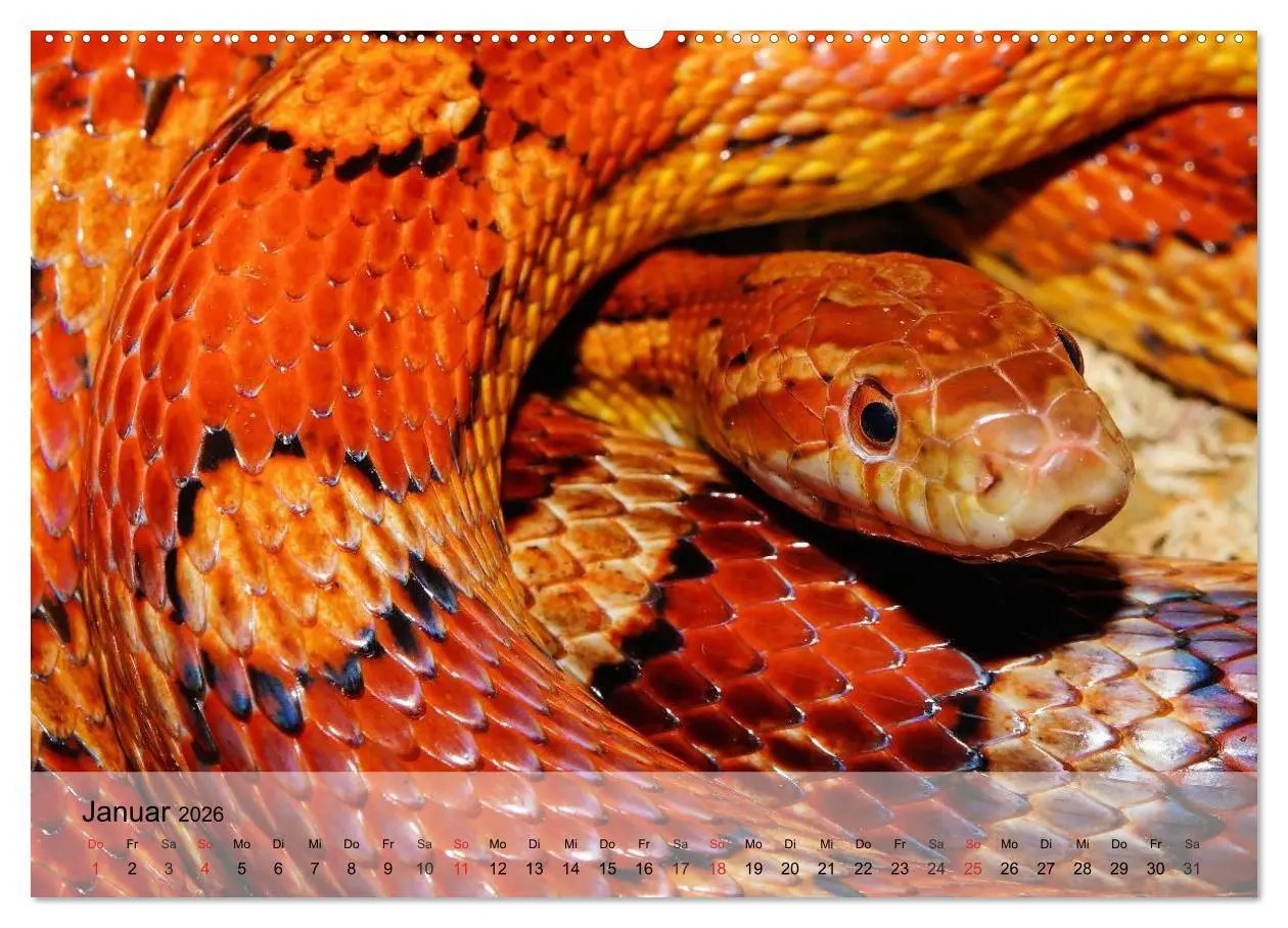 Bild: 9783516072839 | Reptilien Schlangen, Echsen und Co. (Wandkalender 2026 DIN A2...