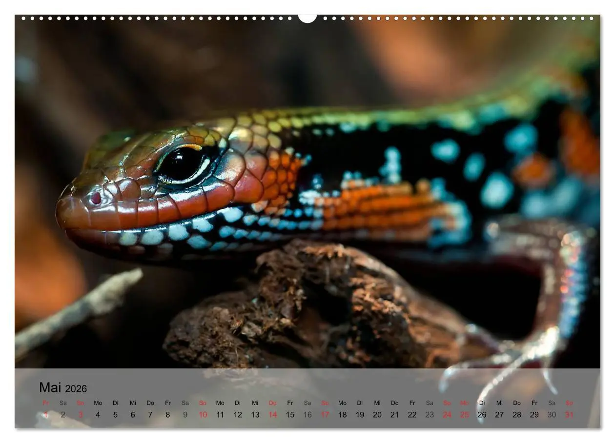 Bild: 9783516072839 | Reptilien Schlangen, Echsen und Co. (Wandkalender 2026 DIN A2...