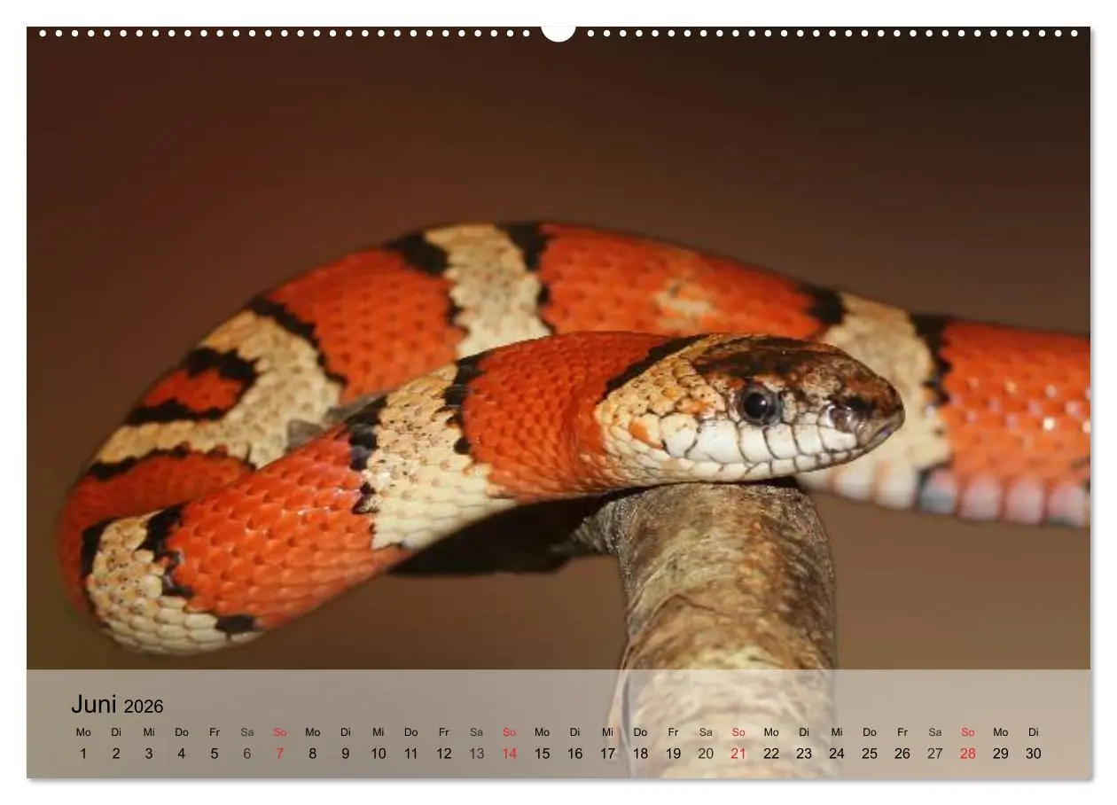 Bild: 9783516072839 | Reptilien Schlangen, Echsen und Co. (Wandkalender 2026 DIN A2...