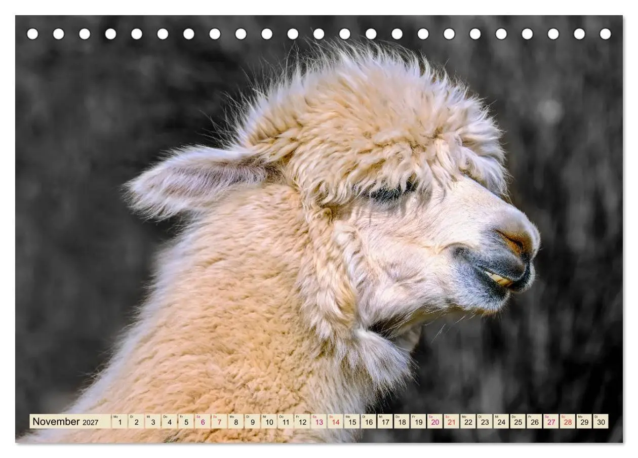 Bild: 9783569782839 | Alpaka Gesichter (Tischkalender 2027 DIN A5 quer), CALVENDO...
