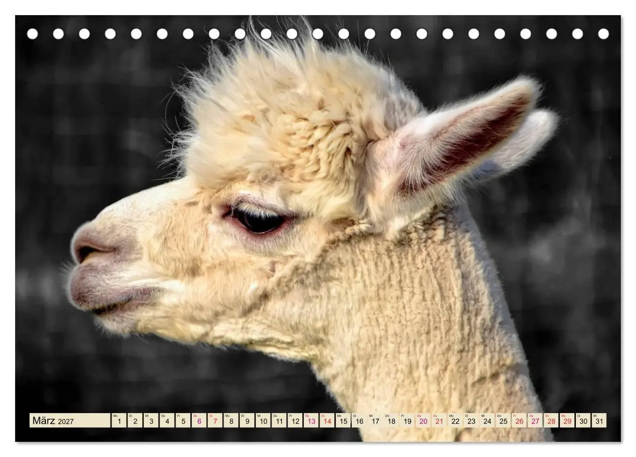Bild: 9783569782839 | Alpaka Gesichter (Tischkalender 2027 DIN A5 quer), CALVENDO...