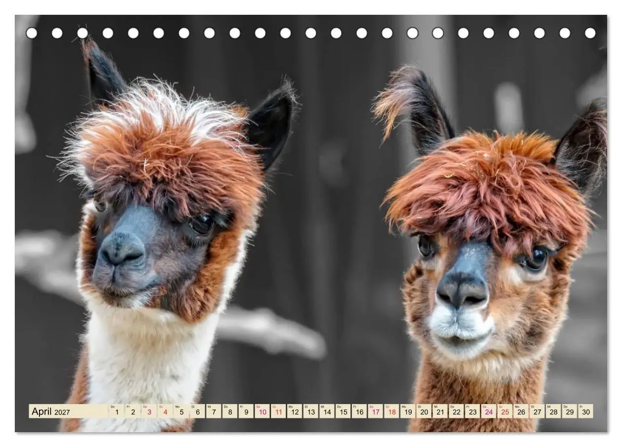 Bild: 9783569782839 | Alpaka Gesichter (Tischkalender 2027 DIN A5 quer), CALVENDO...
