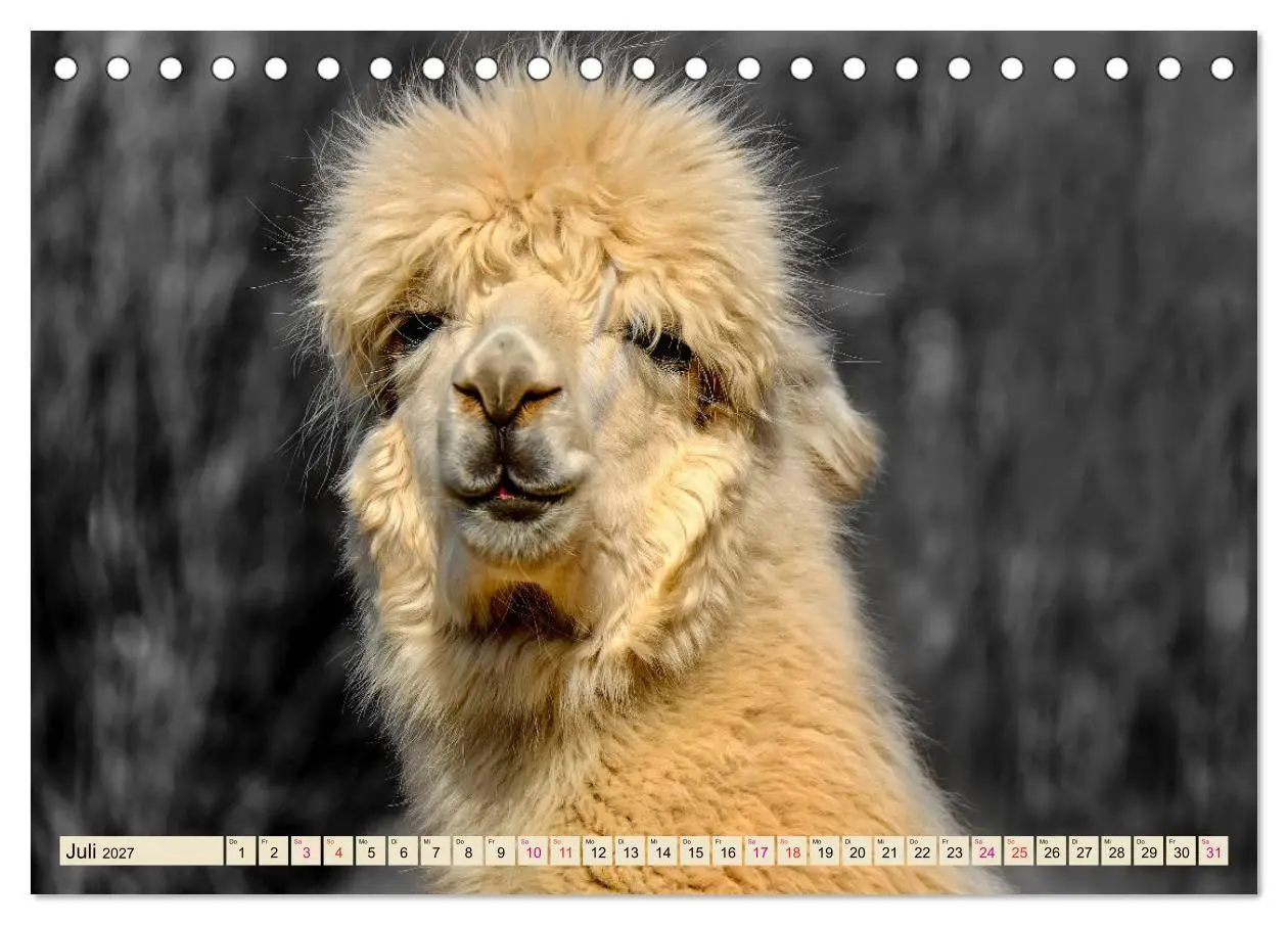 Bild: 9783569782839 | Alpaka Gesichter (Tischkalender 2027 DIN A5 quer), CALVENDO...