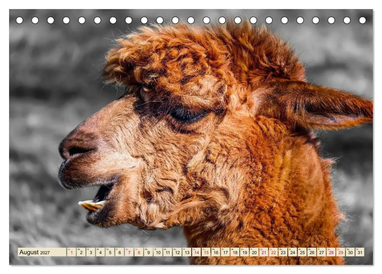 Bild: 9783569782839 | Alpaka Gesichter (Tischkalender 2027 DIN A5 quer), CALVENDO...