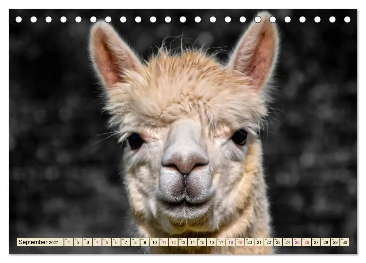 Bild: 9783569782839 | Alpaka Gesichter (Tischkalender 2027 DIN A5 quer), CALVENDO...
