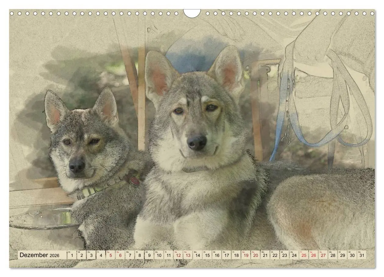 Bild: 9783516132939 | Schlittenhunde 2026 (Wandkalender 2026 DIN A3 quer), CALVENDO...