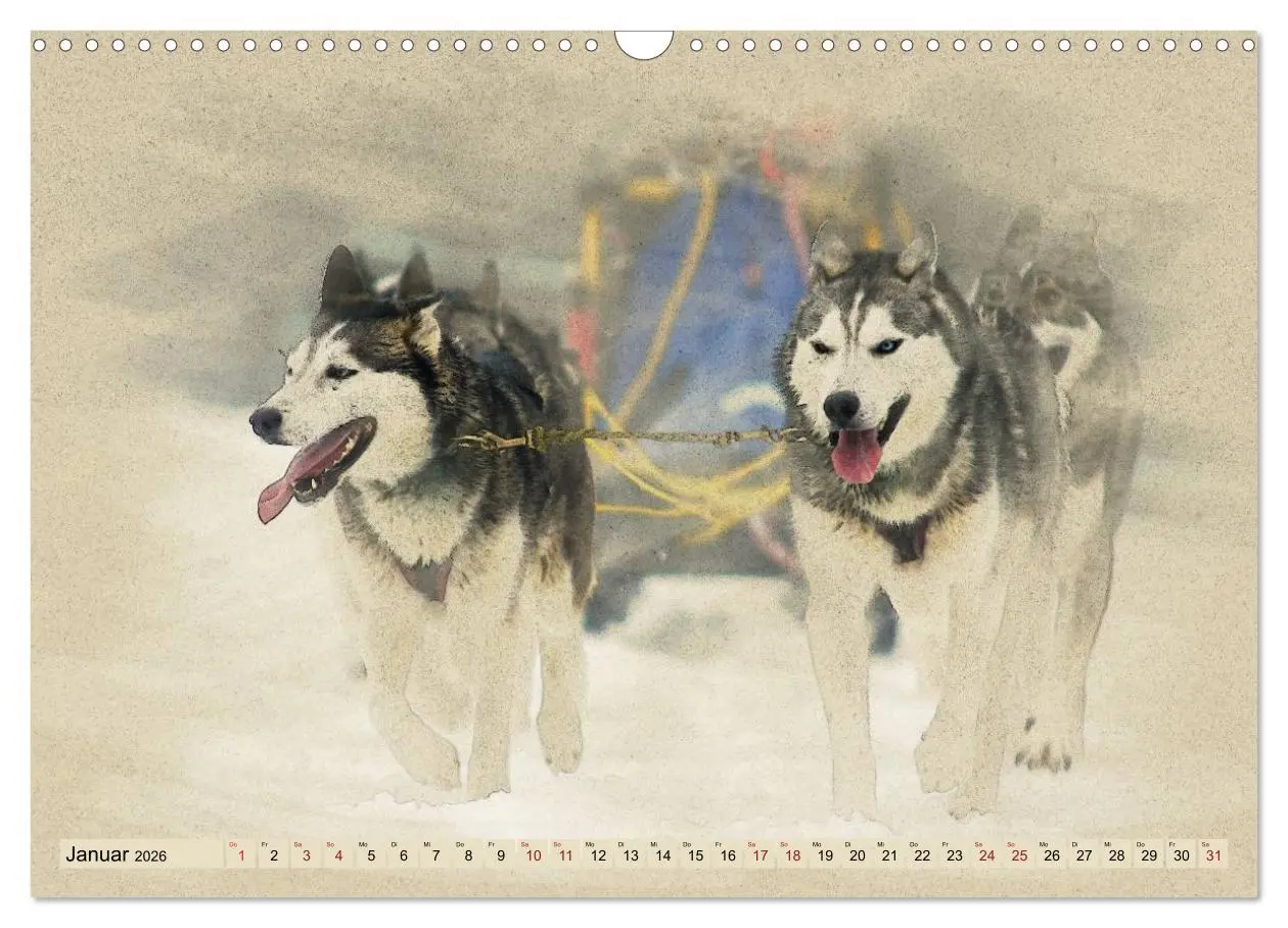 Bild: 9783516132939 | Schlittenhunde 2026 (Wandkalender 2026 DIN A3 quer), CALVENDO...