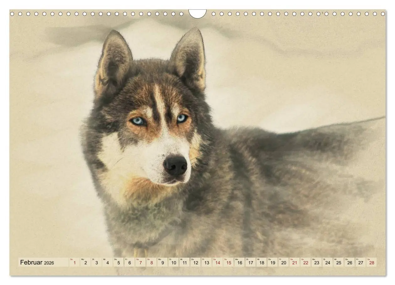 Bild: 9783516132939 | Schlittenhunde 2026 (Wandkalender 2026 DIN A3 quer), CALVENDO...