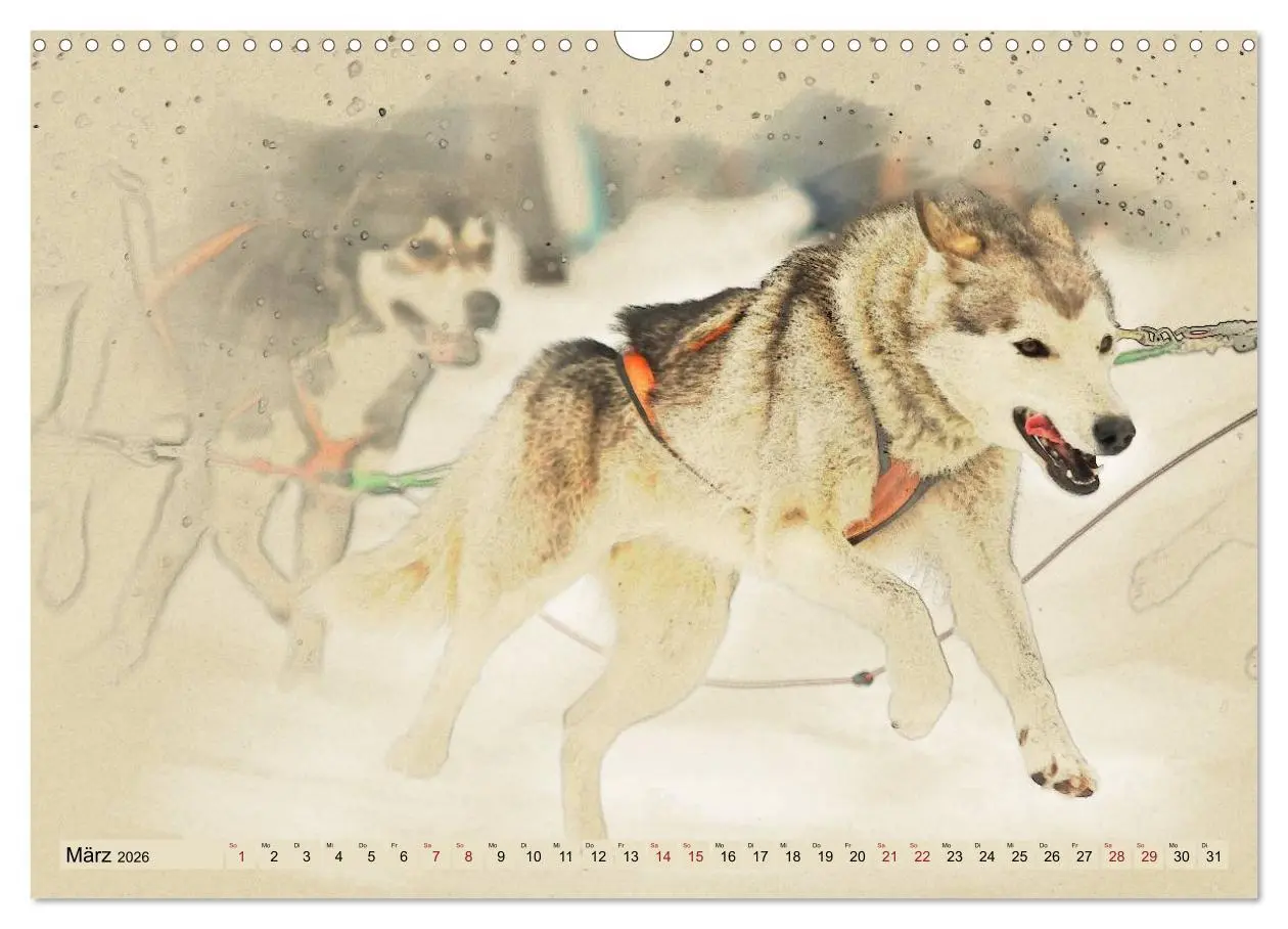 Bild: 9783516132939 | Schlittenhunde 2026 (Wandkalender 2026 DIN A3 quer), CALVENDO...