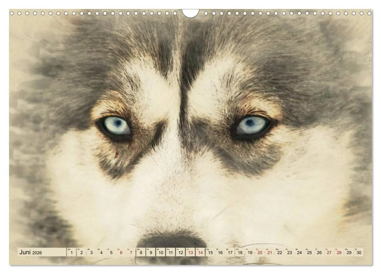 Bild: 9783516132939 | Schlittenhunde 2026 (Wandkalender 2026 DIN A3 quer), CALVENDO...