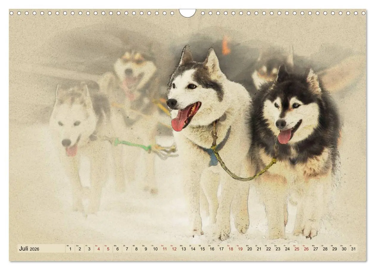 Bild: 9783516132939 | Schlittenhunde 2026 (Wandkalender 2026 DIN A3 quer), CALVENDO...