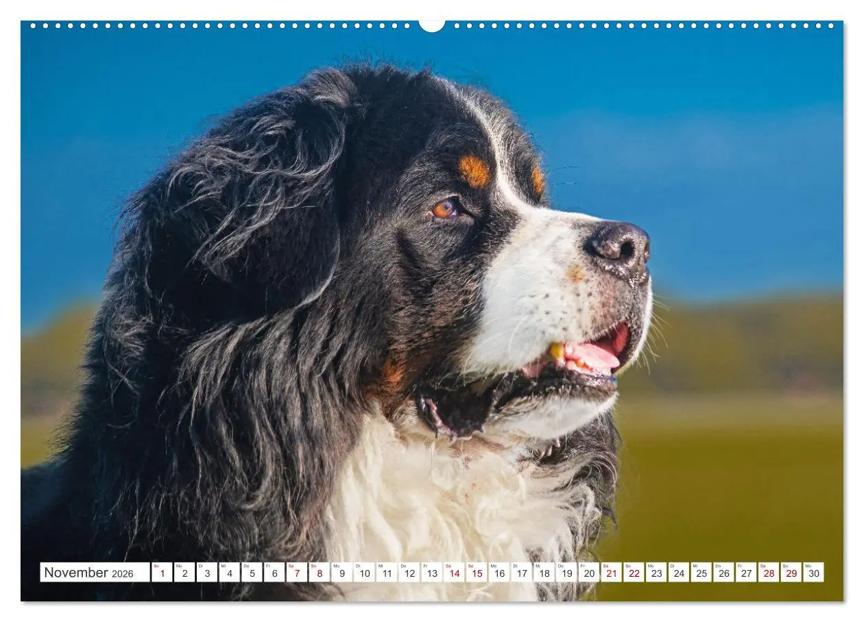 Bild: 9783457483039 | Berner Sennenhund - Ein Freund auf vier Pfoten (hochwertiger...