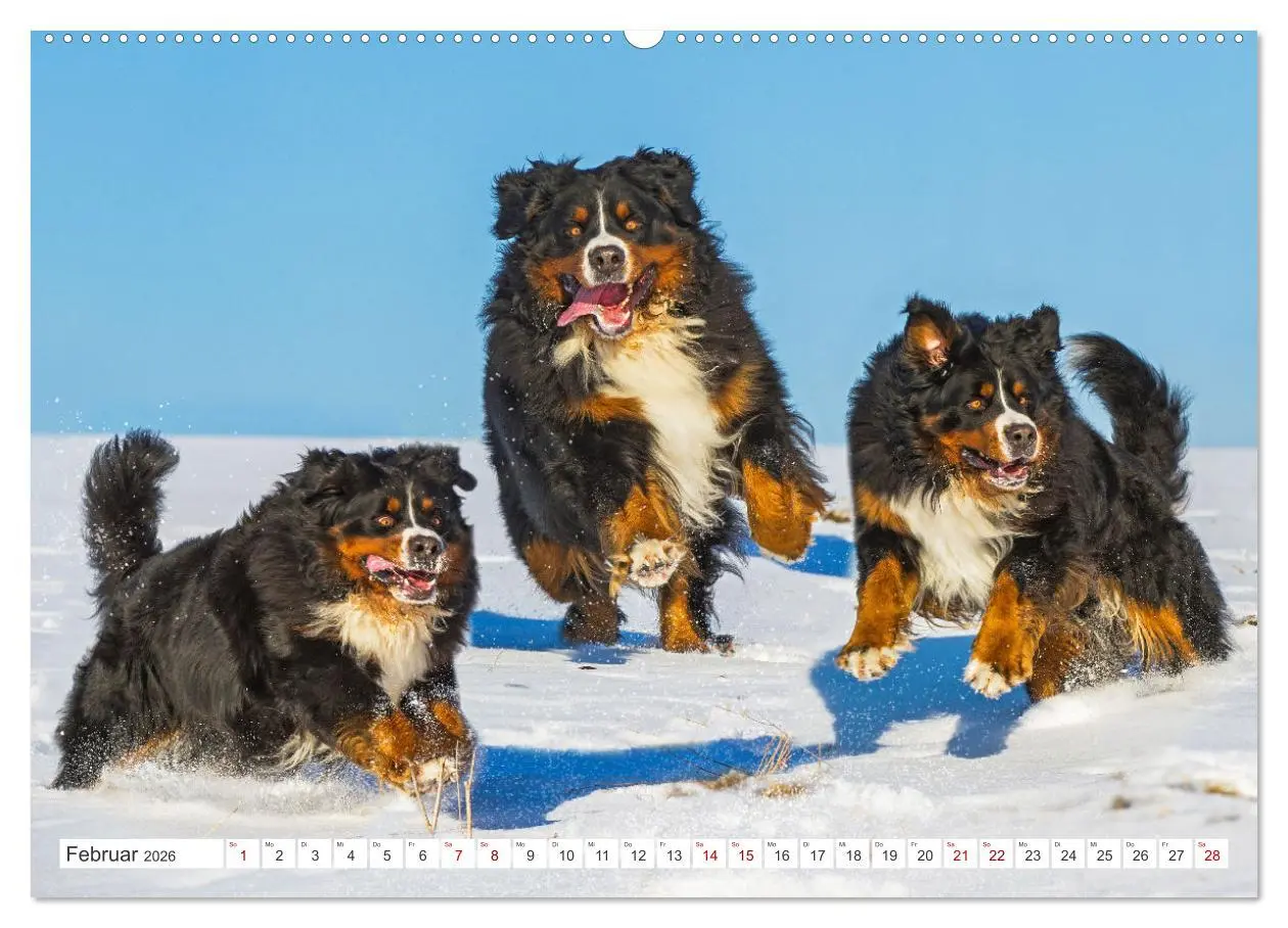 Bild: 9783457483039 | Berner Sennenhund - Ein Freund auf vier Pfoten (hochwertiger...