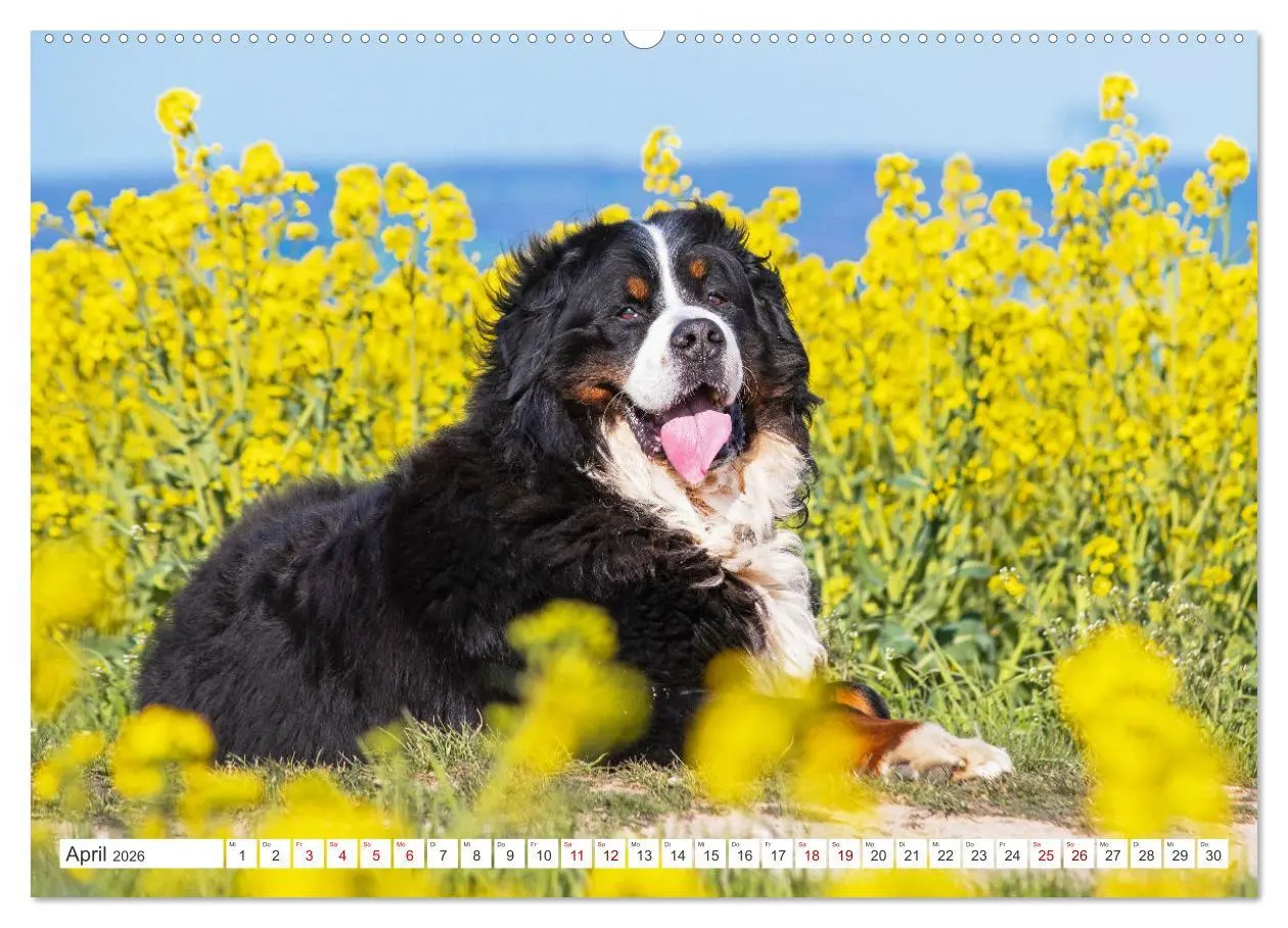 Bild: 9783457483039 | Berner Sennenhund - Ein Freund auf vier Pfoten (hochwertiger...