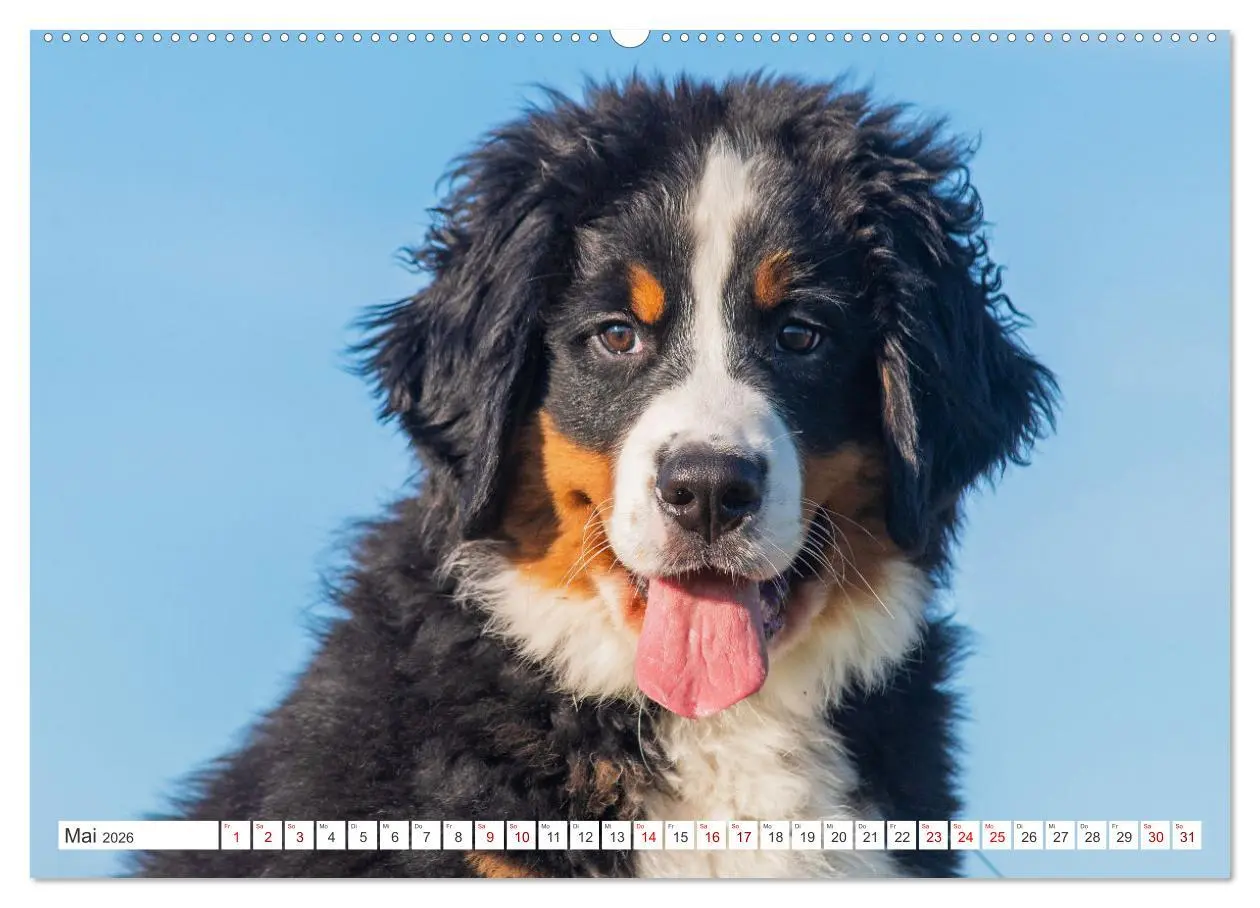 Bild: 9783457483039 | Berner Sennenhund - Ein Freund auf vier Pfoten (hochwertiger...