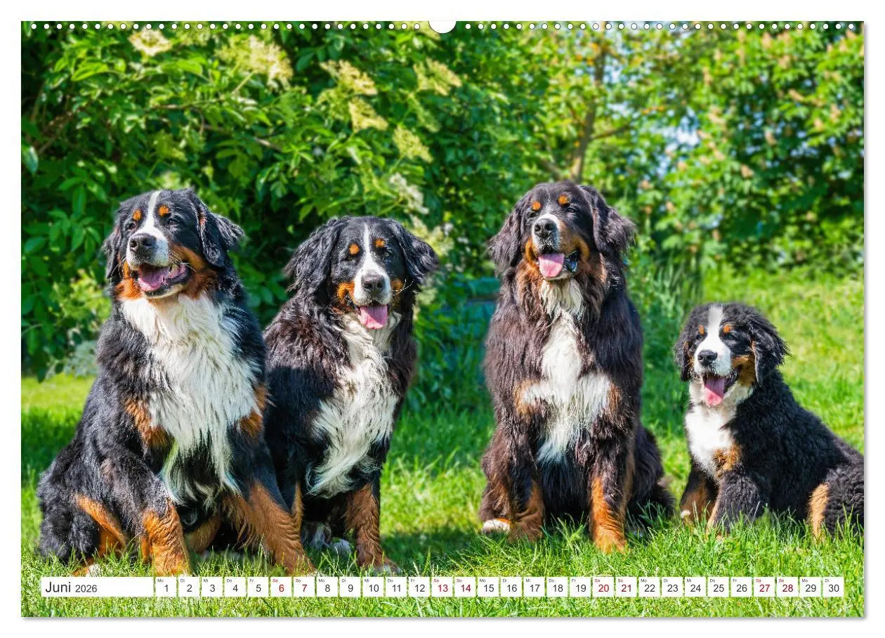 Bild: 9783457483039 | Berner Sennenhund - Ein Freund auf vier Pfoten (hochwertiger...