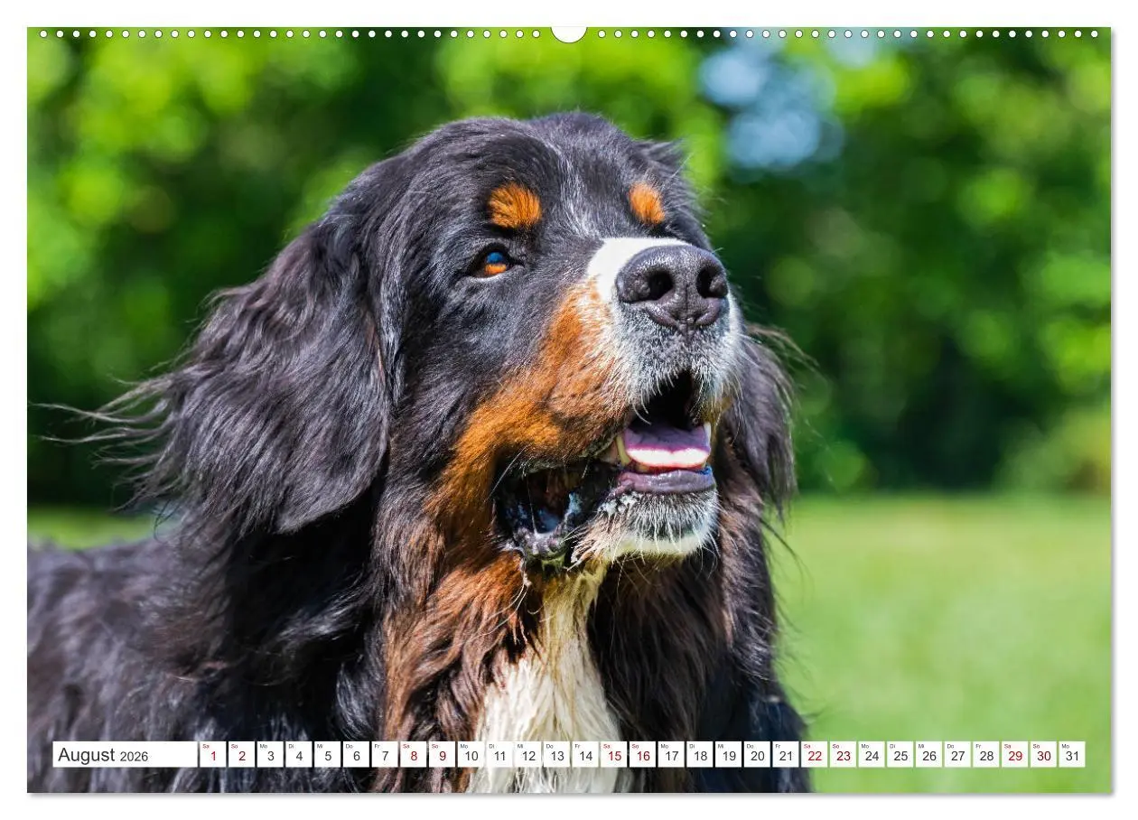 Bild: 9783457483039 | Berner Sennenhund - Ein Freund auf vier Pfoten (hochwertiger...