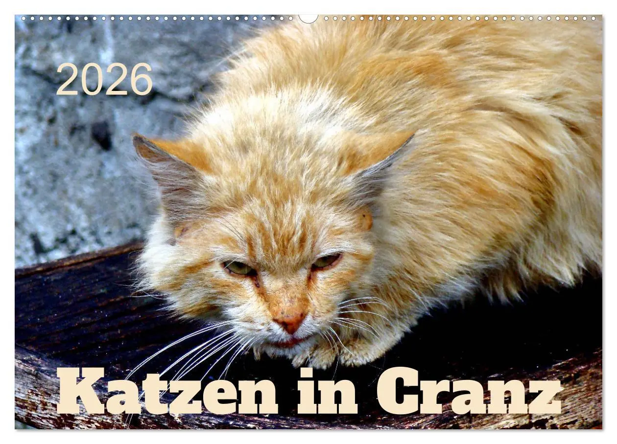 Cover: 9783457623039 | Katzen in Cranz (Wandkalender 2026 DIN A2 quer), CALVENDO...