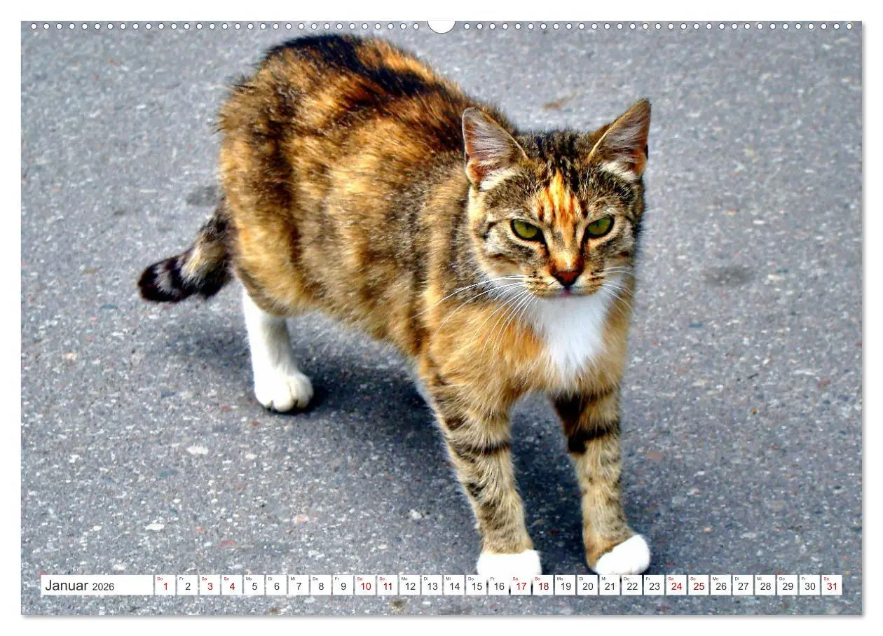 Bild: 9783457623039 | Katzen in Cranz (Wandkalender 2026 DIN A2 quer), CALVENDO...
