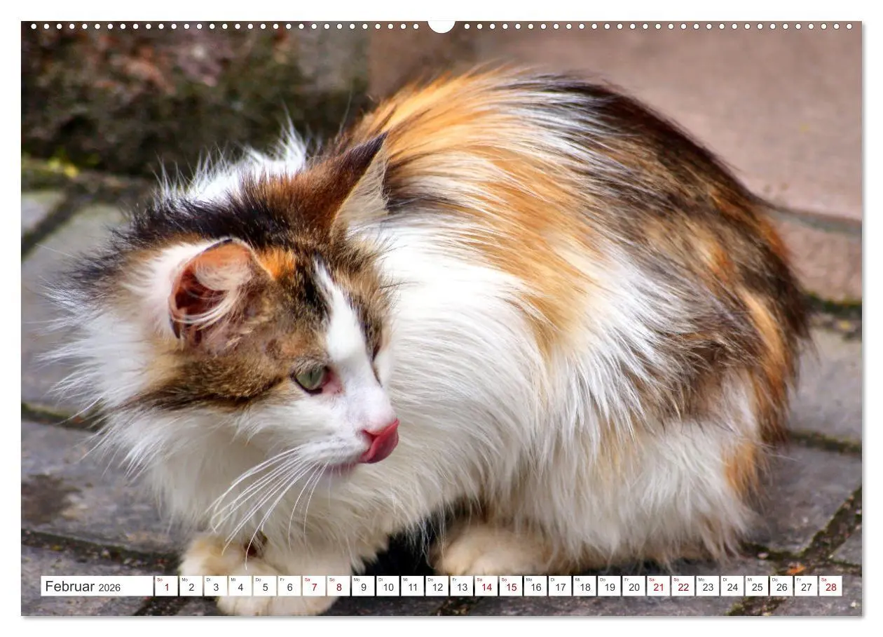 Bild: 9783457623039 | Katzen in Cranz (Wandkalender 2026 DIN A2 quer), CALVENDO...