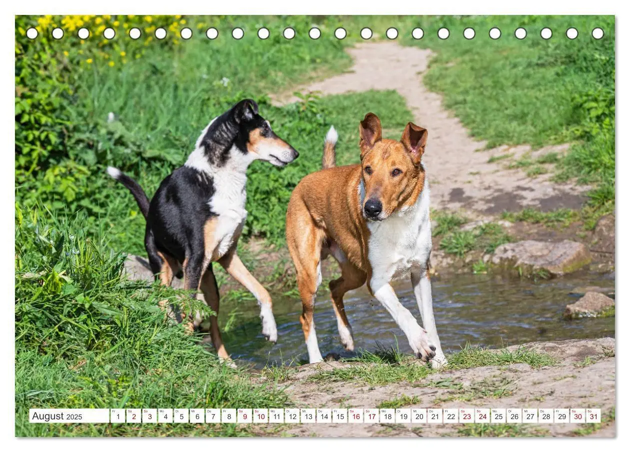 Bild: 9783457153239 | Ein Freund fürs Leben - Smooth Collie (Tischkalender 2025 DIN A5...