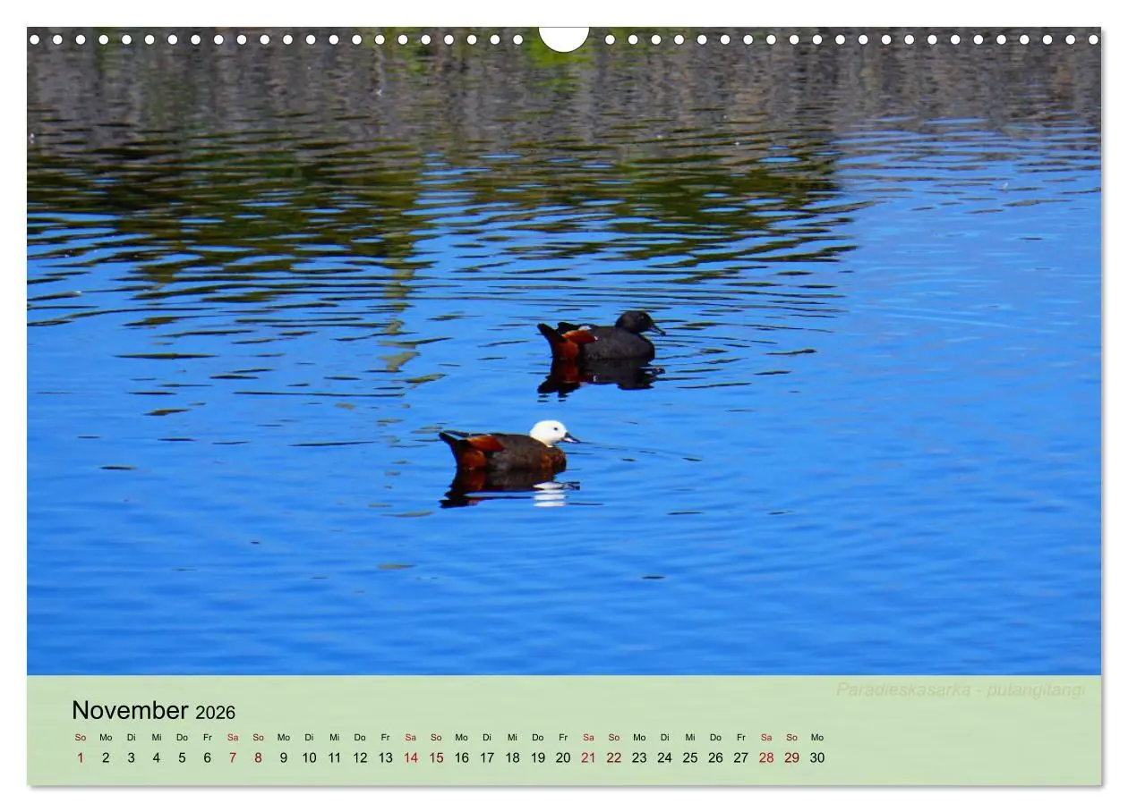 Bild: 9783457773239 | Neuseelands Vogelwelt (Wandkalender 2026 DIN A3 quer), CALVENDO...