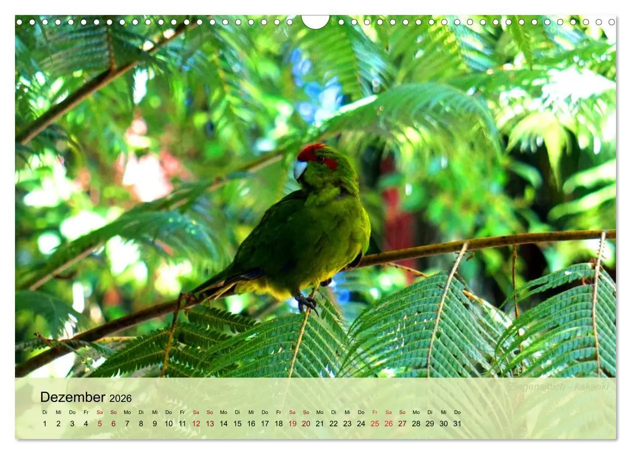 Bild: 9783457773239 | Neuseelands Vogelwelt (Wandkalender 2026 DIN A3 quer), CALVENDO...