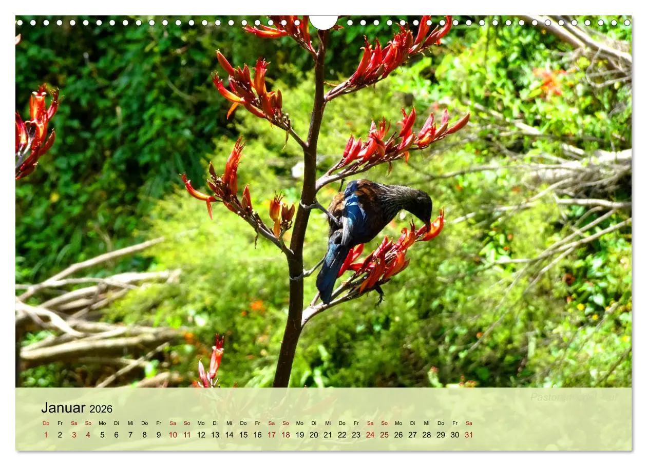 Bild: 9783457773239 | Neuseelands Vogelwelt (Wandkalender 2026 DIN A3 quer), CALVENDO...