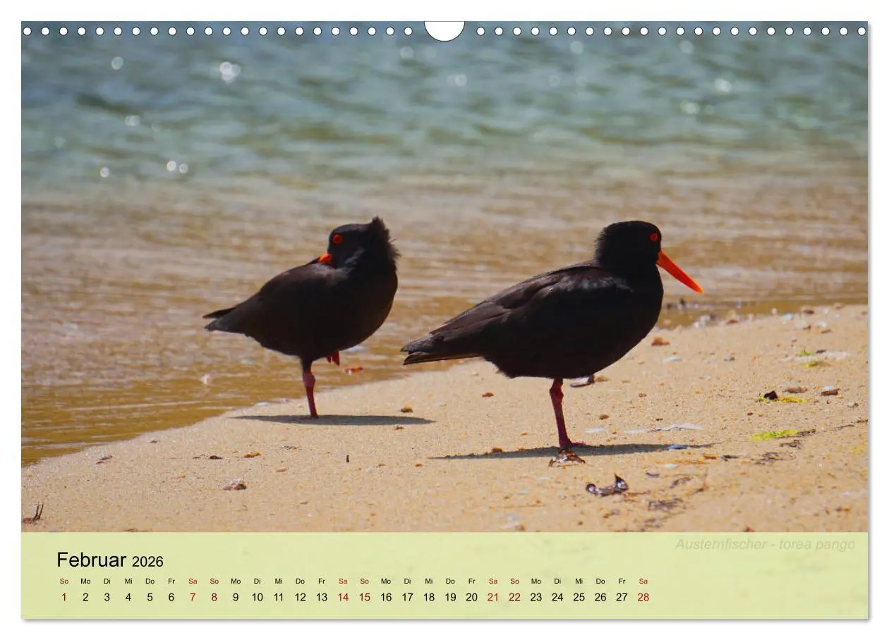 Bild: 9783457773239 | Neuseelands Vogelwelt (Wandkalender 2026 DIN A3 quer), CALVENDO...