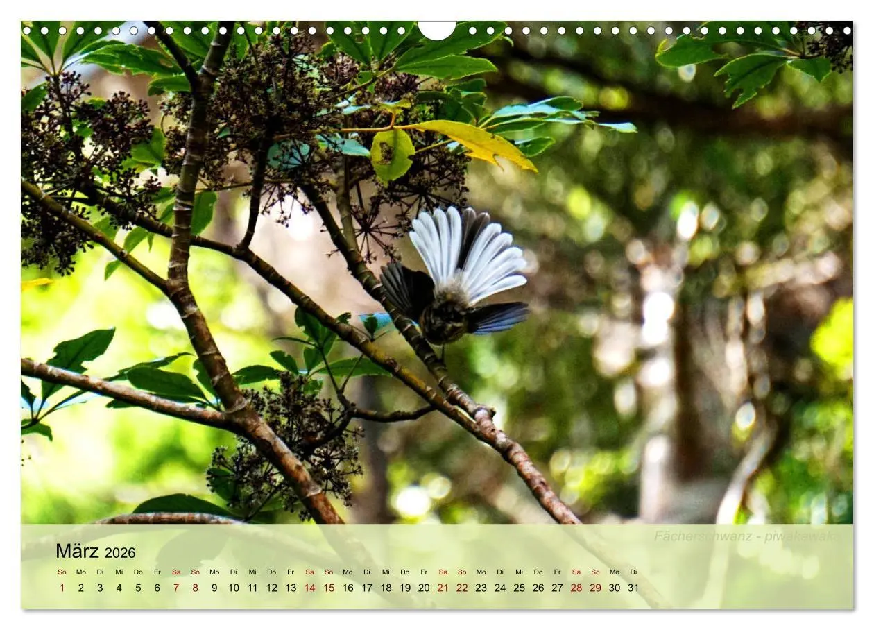 Bild: 9783457773239 | Neuseelands Vogelwelt (Wandkalender 2026 DIN A3 quer), CALVENDO...
