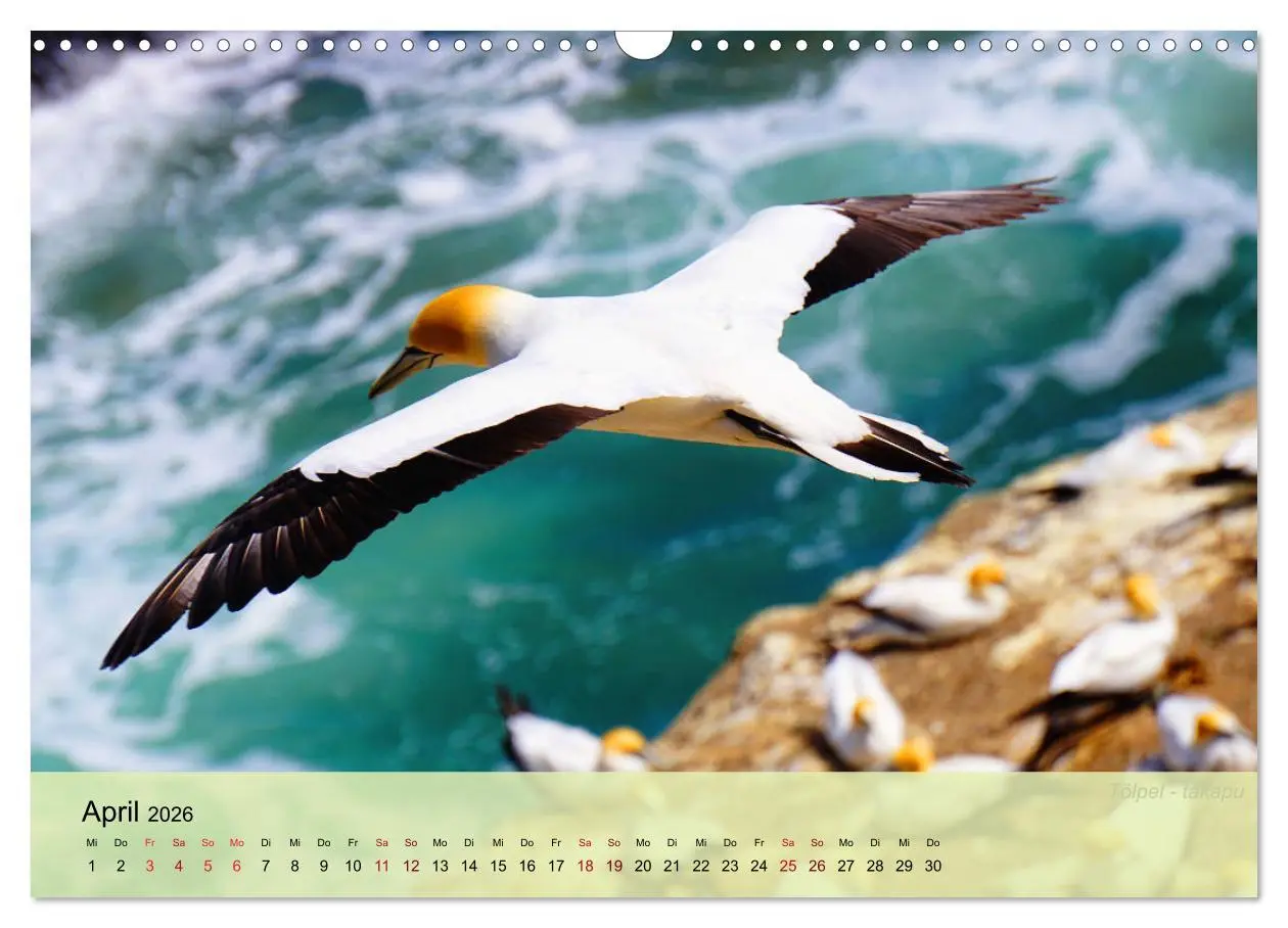 Bild: 9783457773239 | Neuseelands Vogelwelt (Wandkalender 2026 DIN A3 quer), CALVENDO...