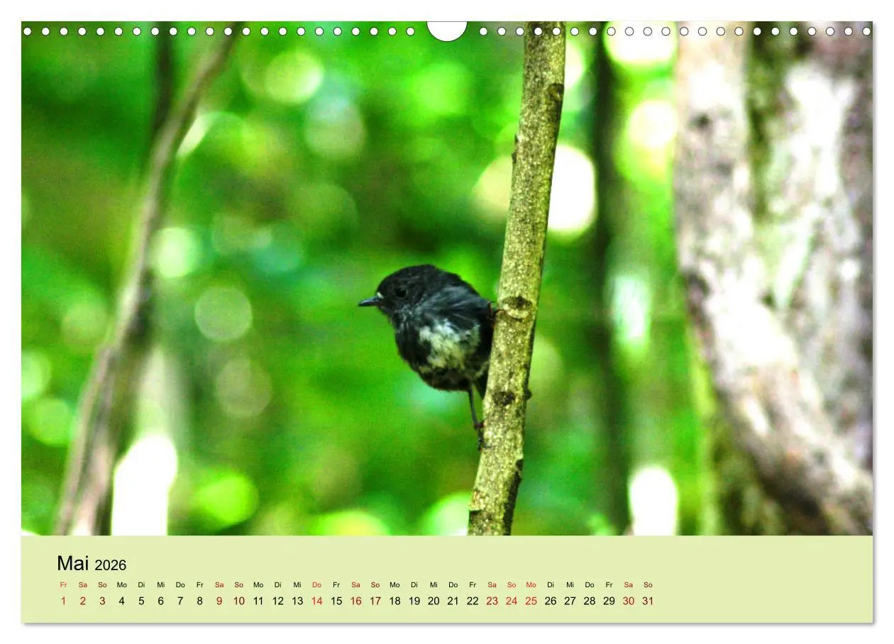 Bild: 9783457773239 | Neuseelands Vogelwelt (Wandkalender 2026 DIN A3 quer), CALVENDO...